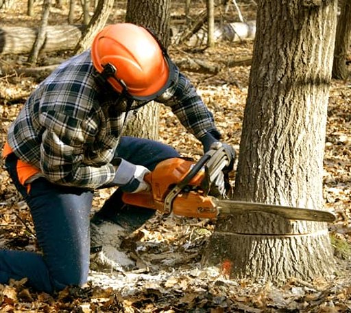 Tree Removal in Middleburg, KY